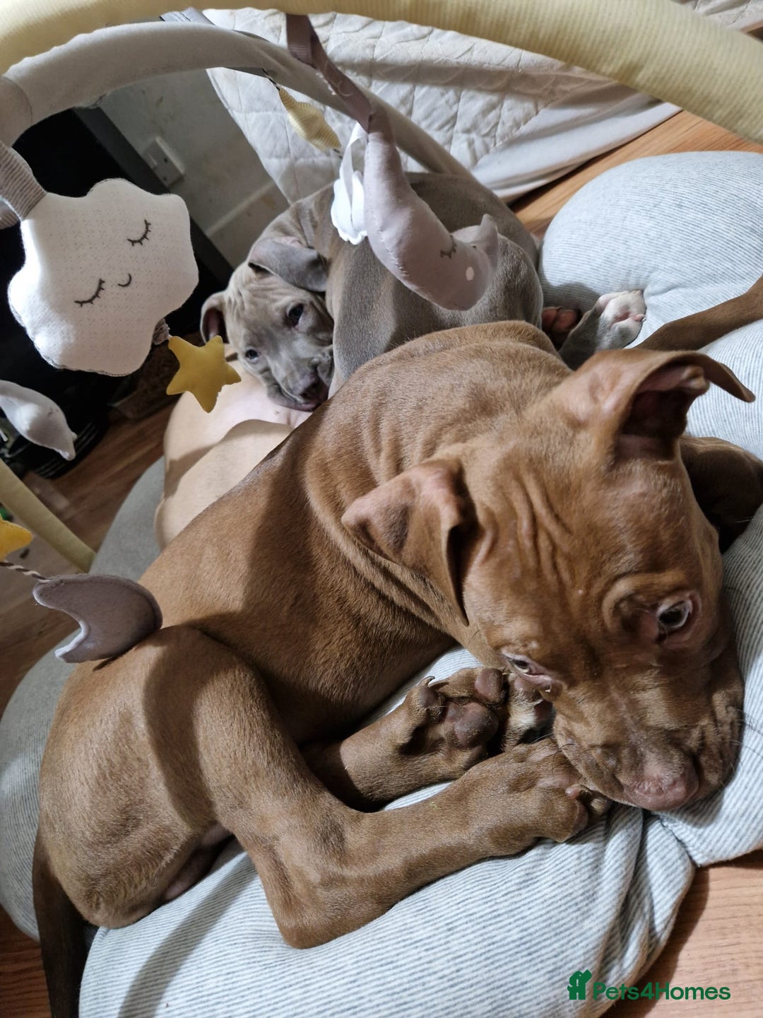 American Bulldog dogs for sale: 11 little hearts need their forever home - Advert 34