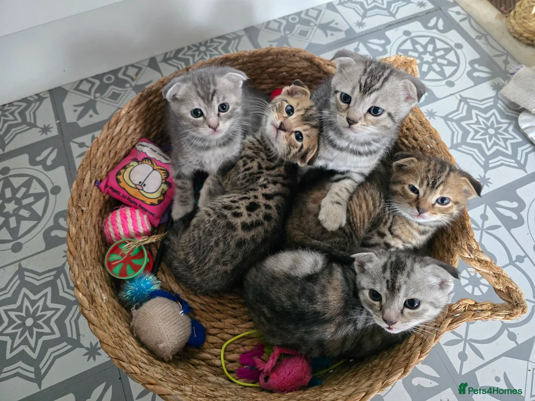 Bengal cats for sale: Beautiful Snow Bengal X Scottish Fold Kittens - Advert 1