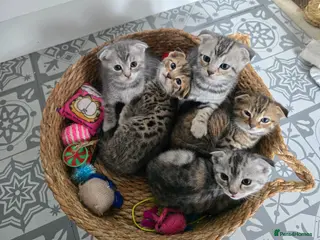 Bengal cats for sale: Beautiful Snow Bengal X Scottish Fold Kittens - Advert 1