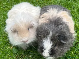 Guinea Pig rodents Texel guinea pigs. - Advert 6
