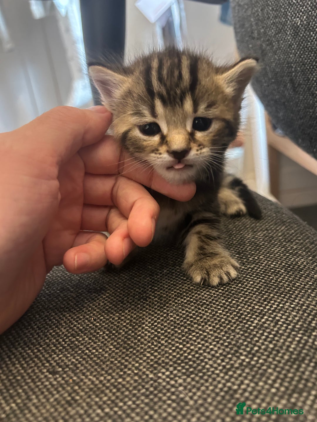 Mixed Breed cats for sale: ✨ Kittens for Sale ✨ - Image 1