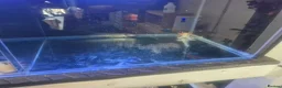 Axolotl reptiles for sale: Axolotls for sale  - Advert 4