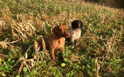 Sprocker dogs for sale: Male Chocolate Sprocker  - Image 5
