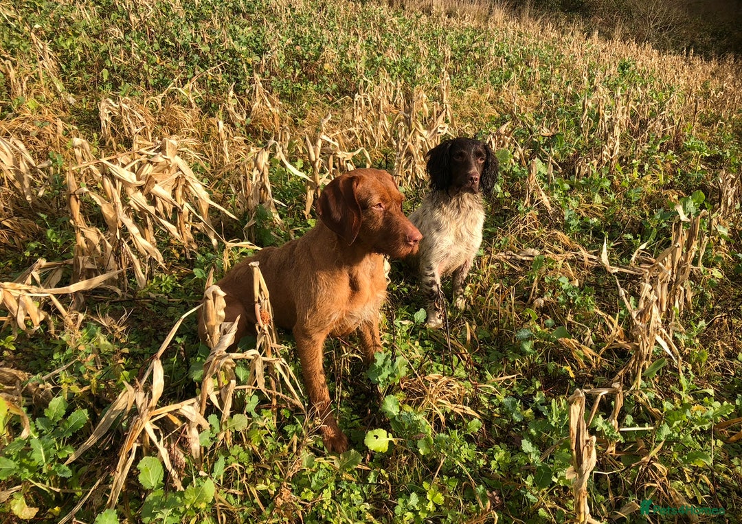 Sprocker dogs for sale: Male Chocolate Sprocker  - Image 5