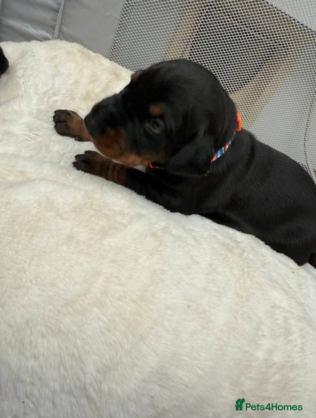 Dobermann dogs for sale: Top quality Doberman puppies  - Advert 7