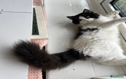 Persian cats for sale: Adorable Persian Boys - Image 7