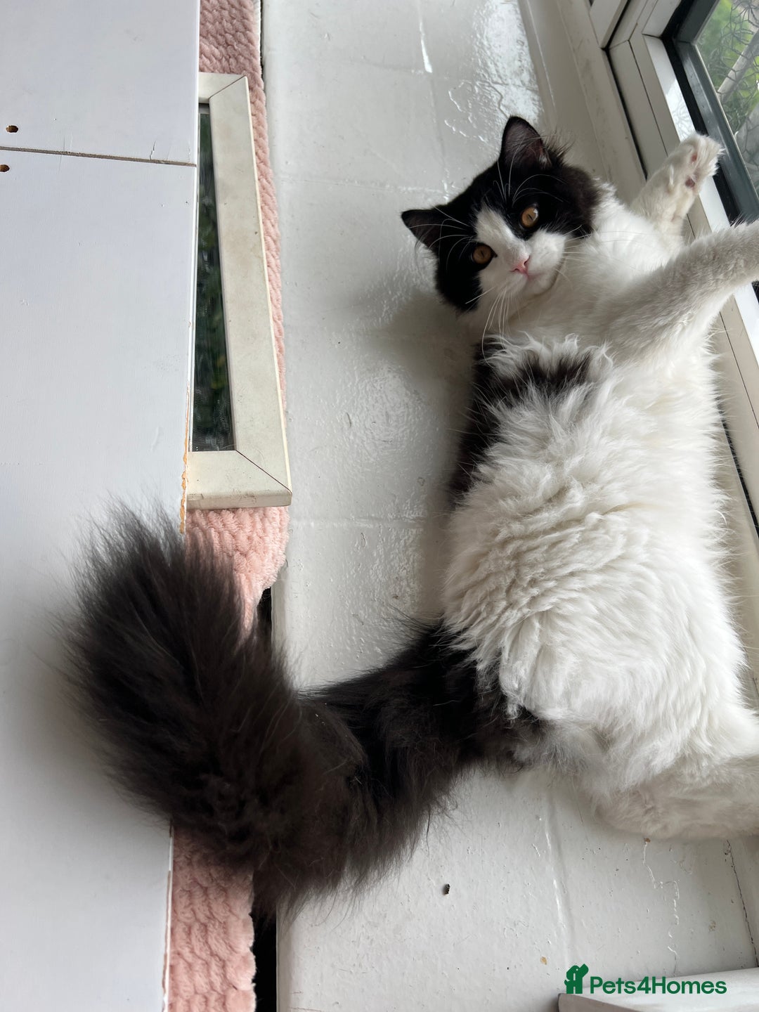 Persian cats for sale: Adorable Persian Boys - Image 7