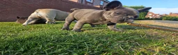 French Bulldog dogs for sale: *NOW REDUCED*KC registered French bulldog puppies  - Advert 5