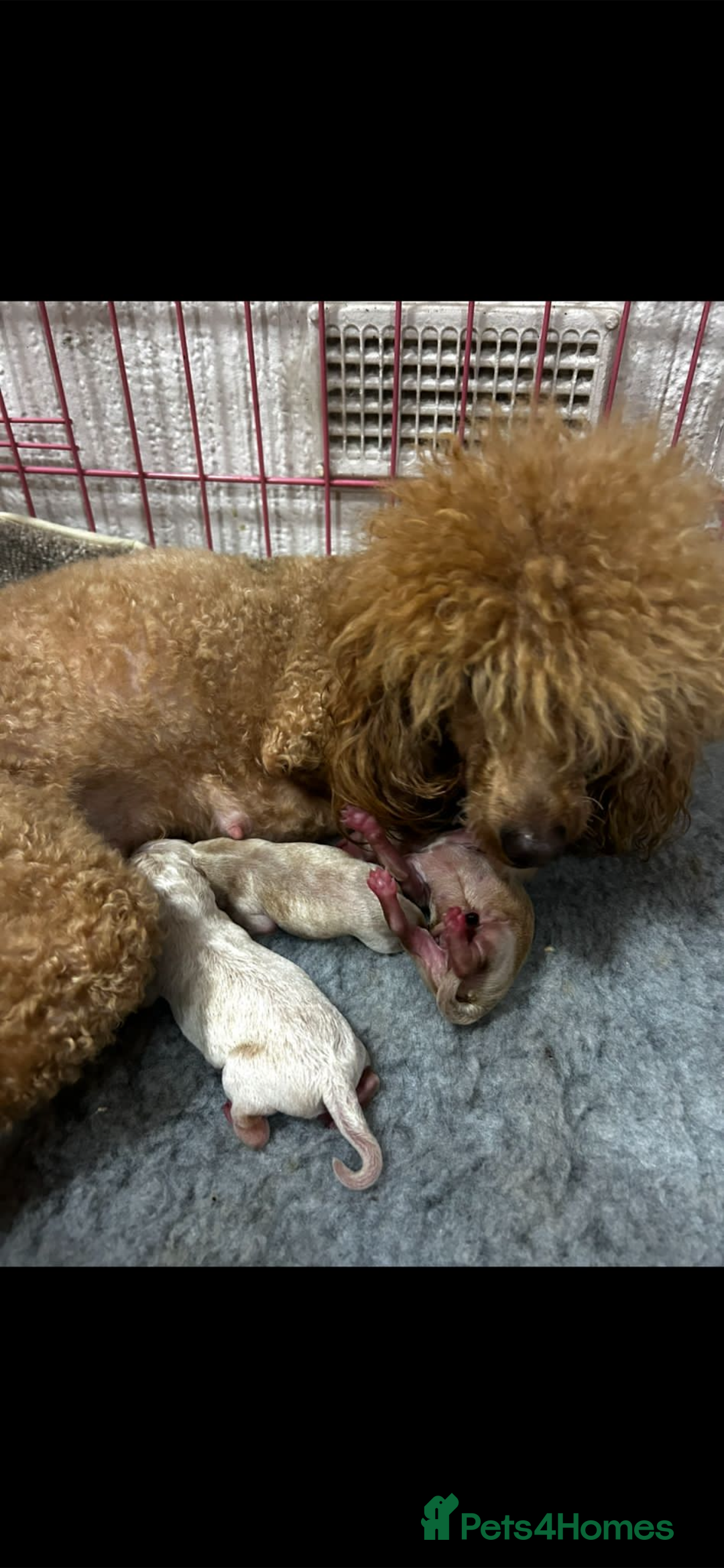 Cockapoo dogs for sale: Cockerpoo (yankydoodle)  - Advert 3