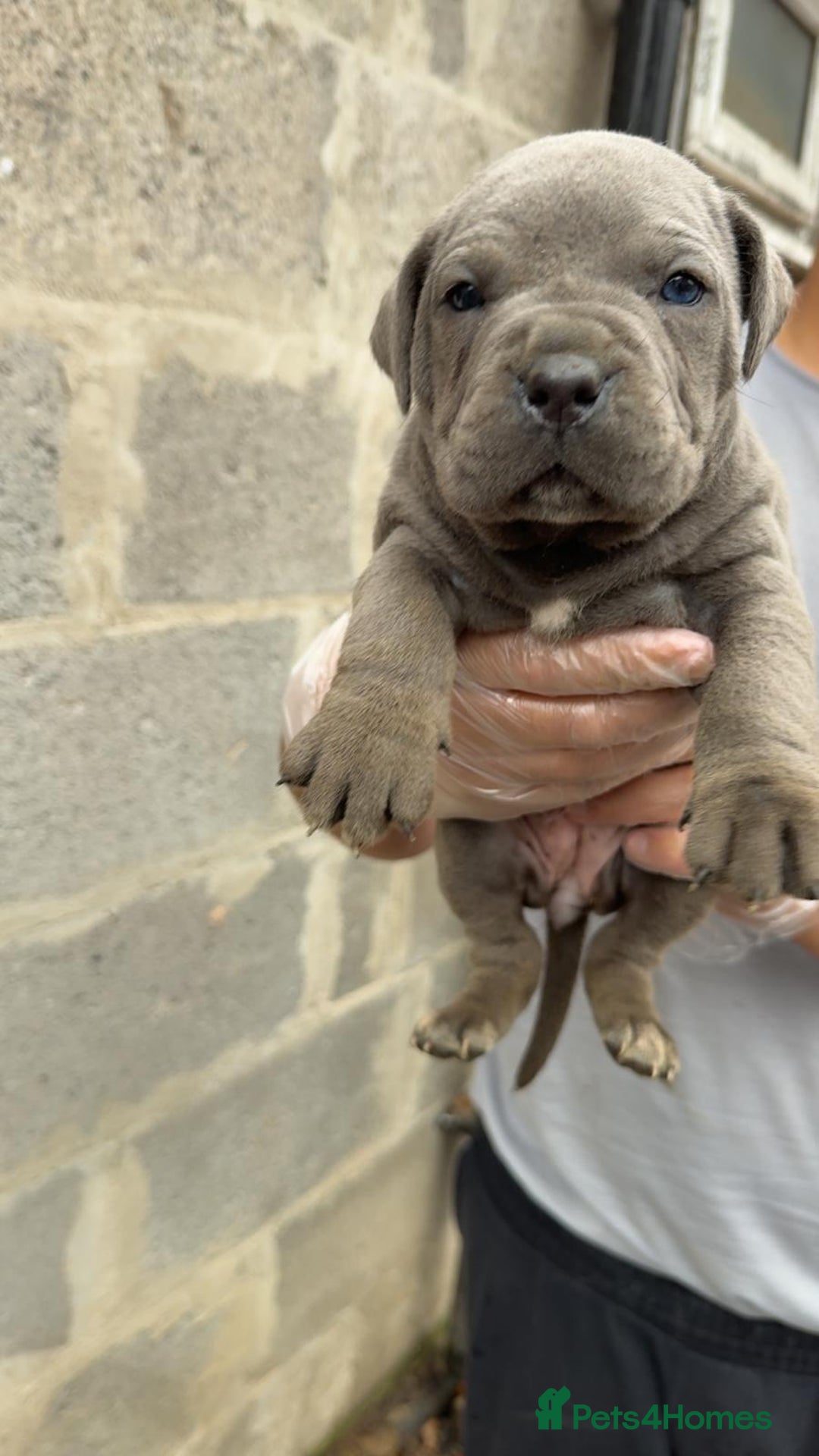 Cane Corso dogs for sale: Top Quality Purebred 8 Blue Cane Corso Puppies  - Advert 14