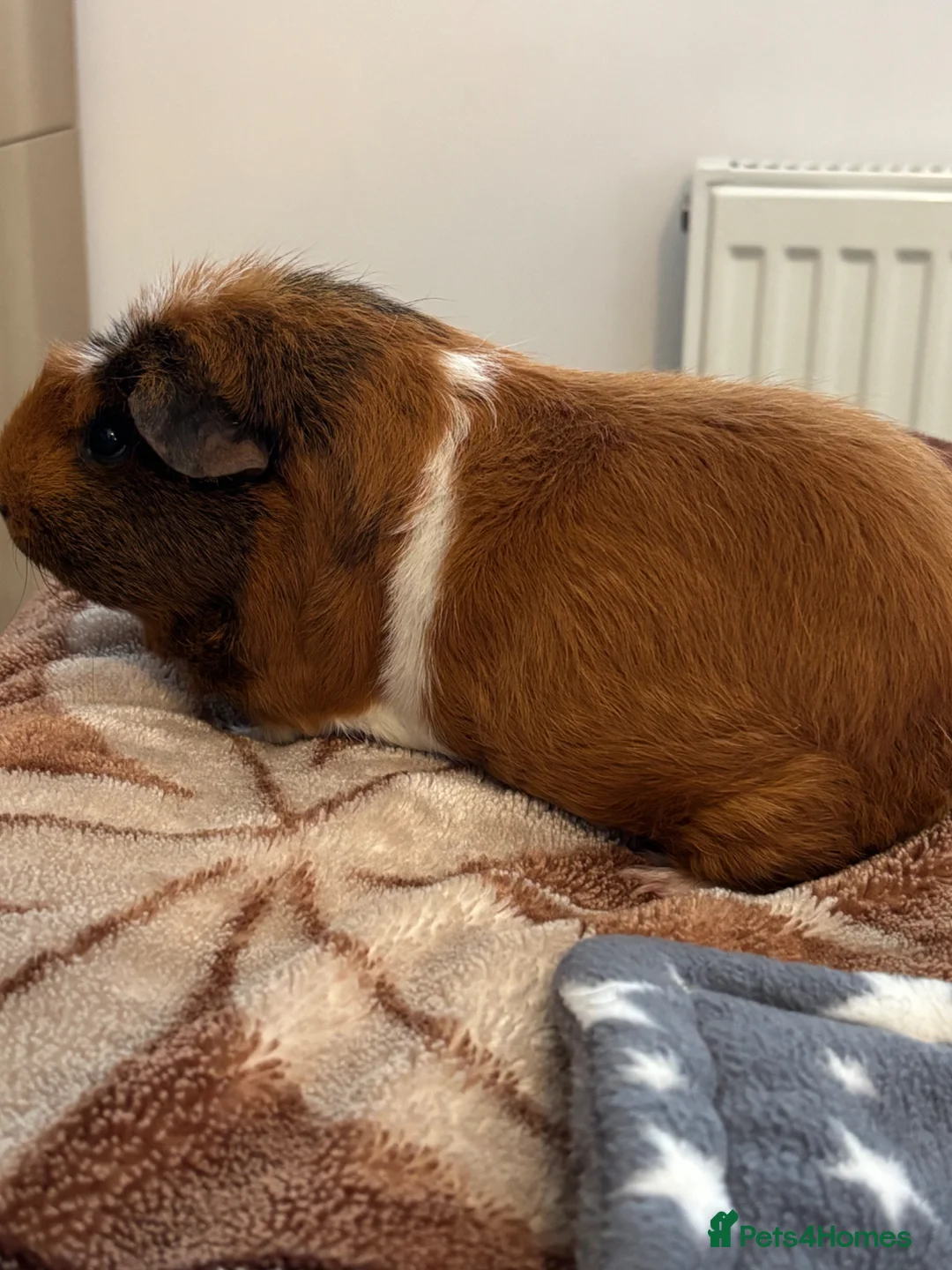 Guinea Pig rodents for sale: Male Guinea Pig for rehoming - Advert 2