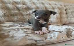 Whippet dogs for sale: KC Registered Blue Whippets - Image 20
