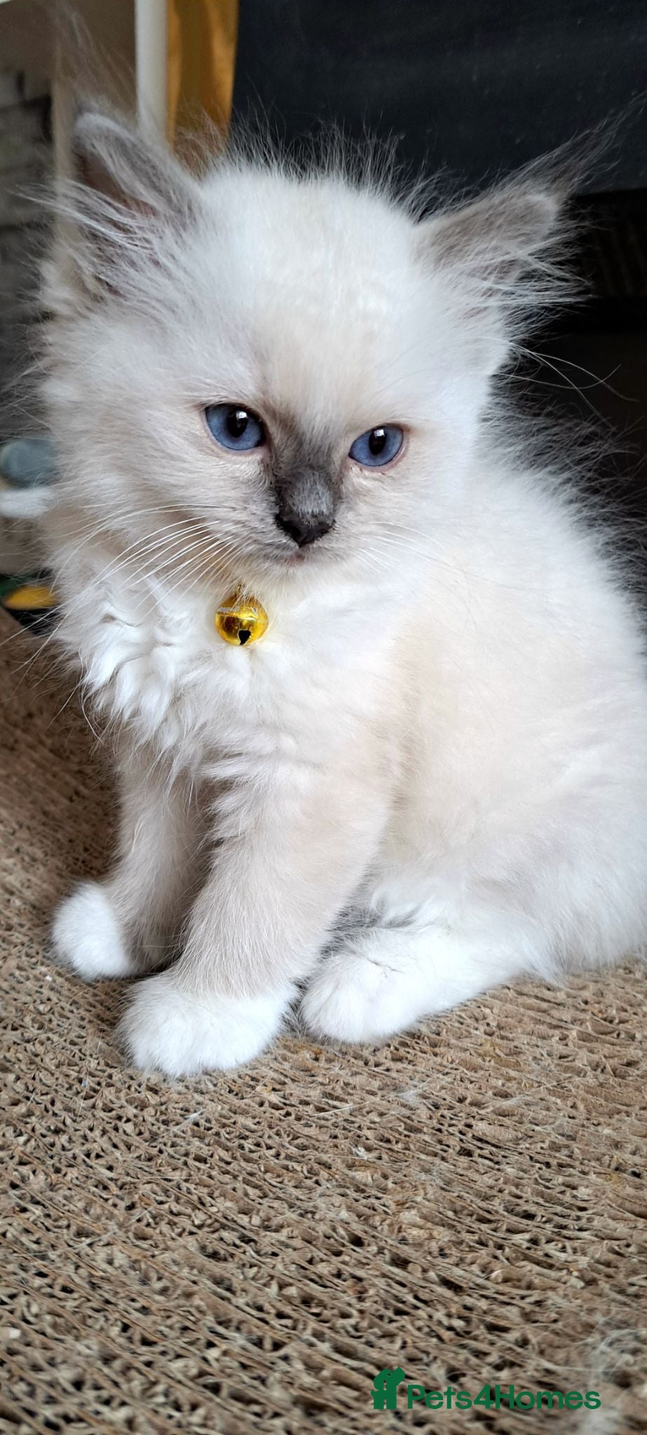Ragdoll cats GCCF registered Ragdoll kittens 🐈  - Advert 3
