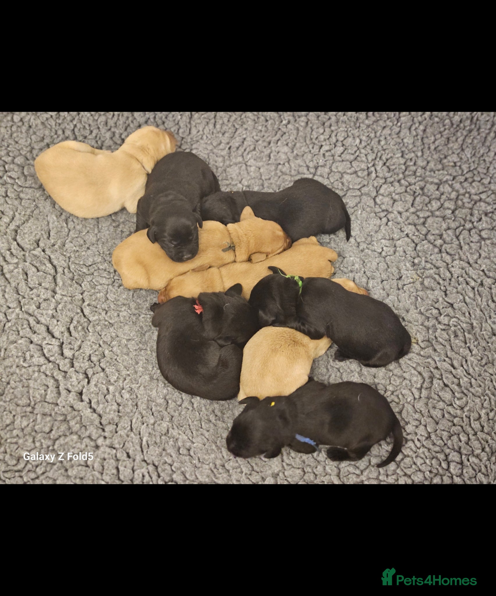 Labrador Retriever dogs Stunning Litter KC Reg  Red, Yellow & Black - Advert 2