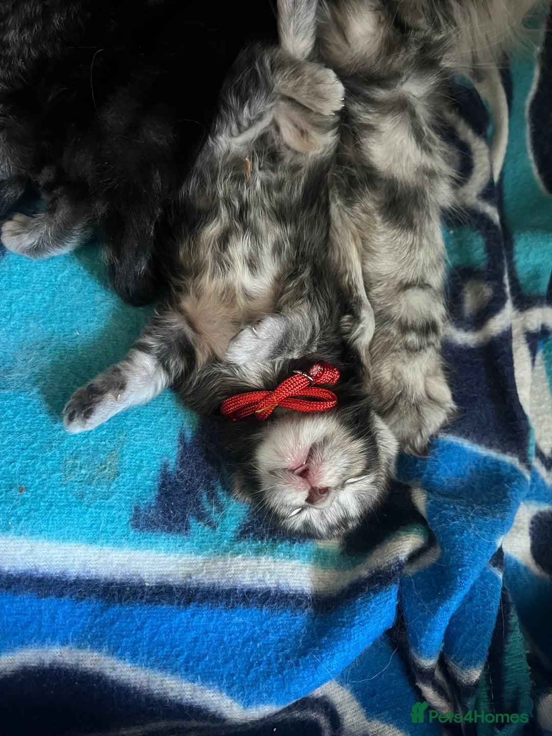 Maine Coon cats for sale: Maine coon cross  - Image 11