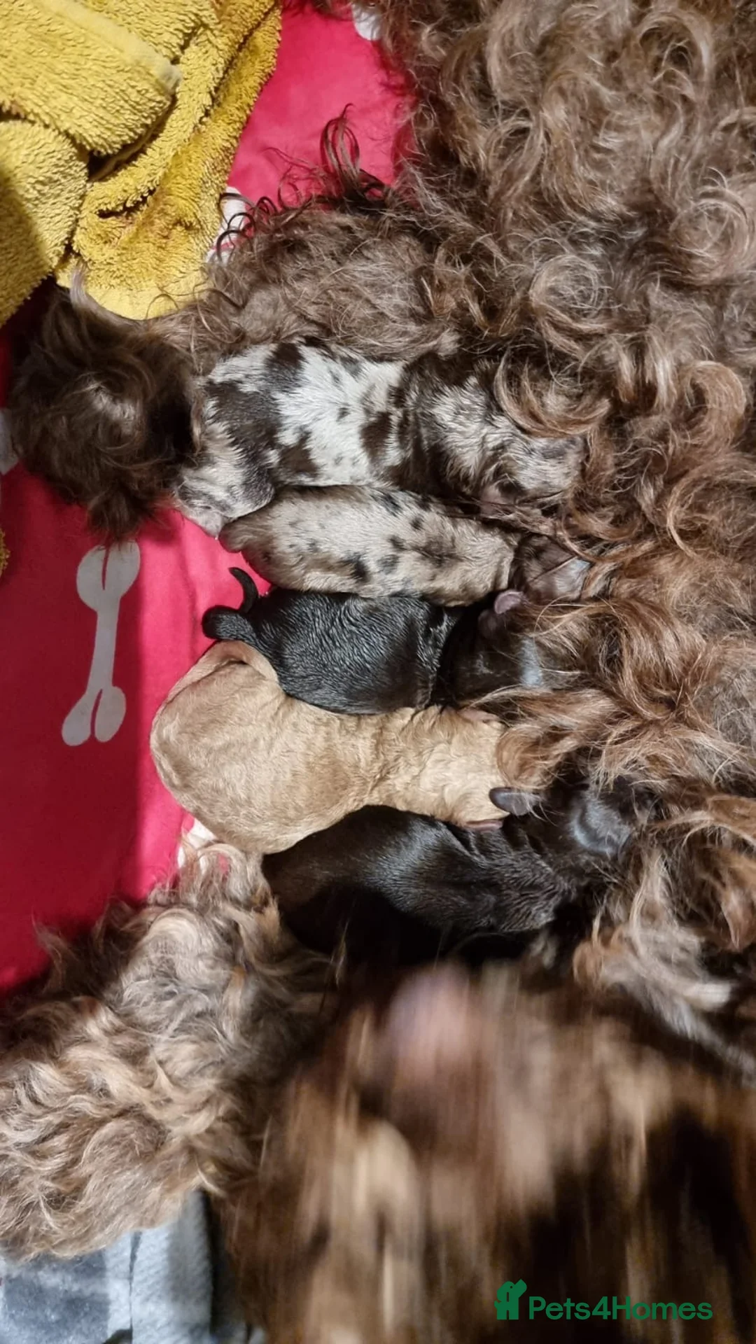 Cockapoo dogs for stud: PROVEN DNA tested Cockapoo Stud-Chocolate Merle in Stafford - Advert 16