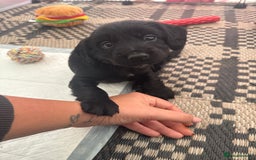 Cocker Spaniel dogs for sale: Cocker spaniel puppies  - Image 7