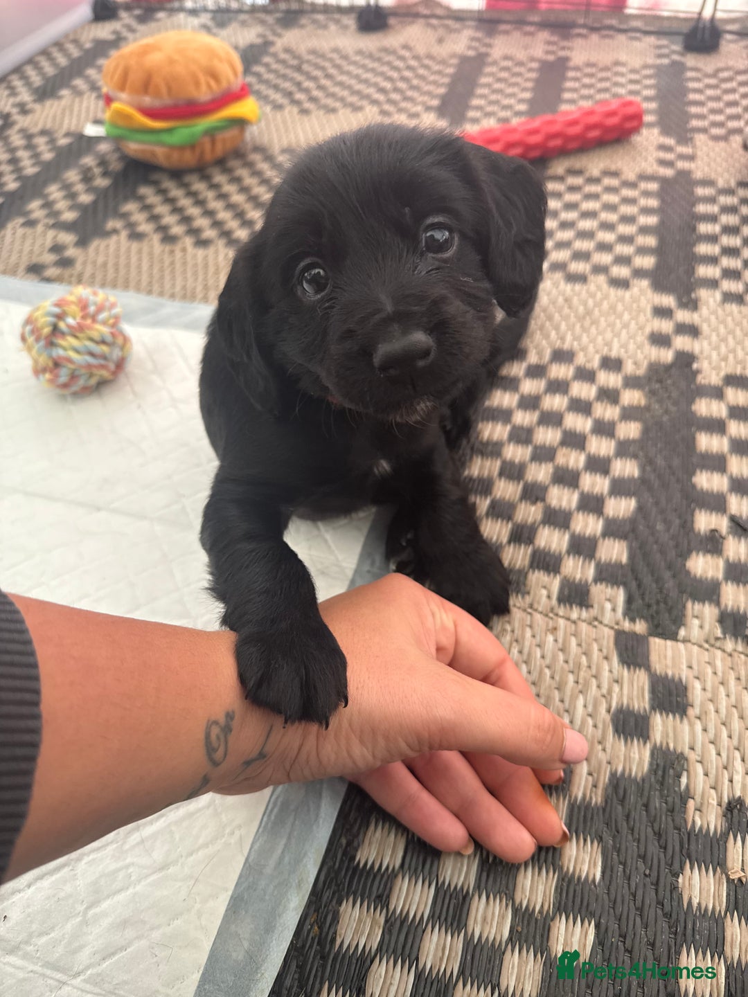 Cocker Spaniel dogs for sale: Cocker spaniel puppies  - Image 7