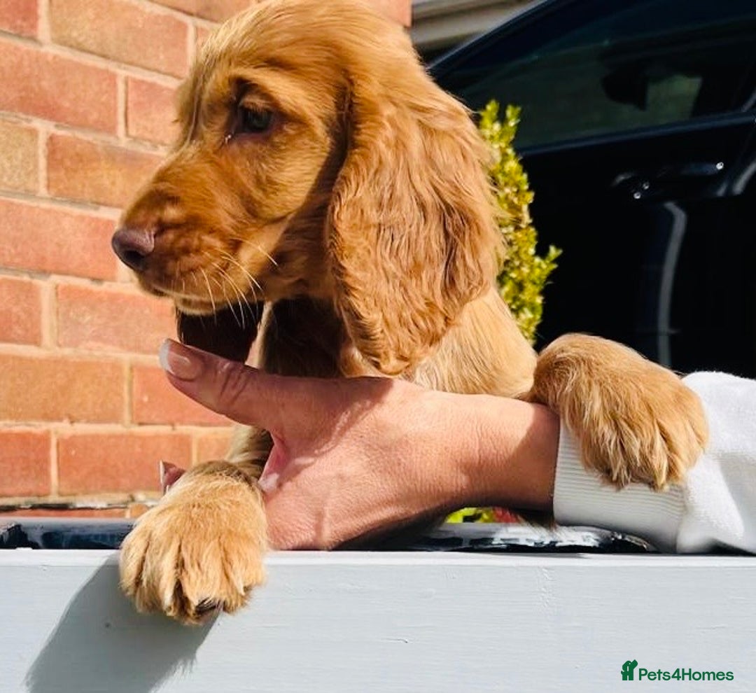 Cocker Spaniel dogs for sale: 1 Simply gorgeous Male Cocker Spaniel left 🐶⭐️🐶 - Image 9