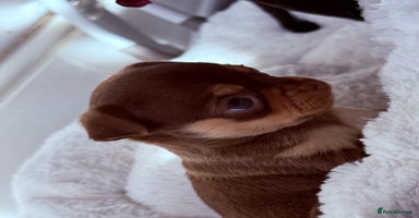 Chihuahua dogs - Advert 2
