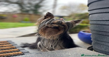 Yorkshire Terrier dogs - Advert 9
