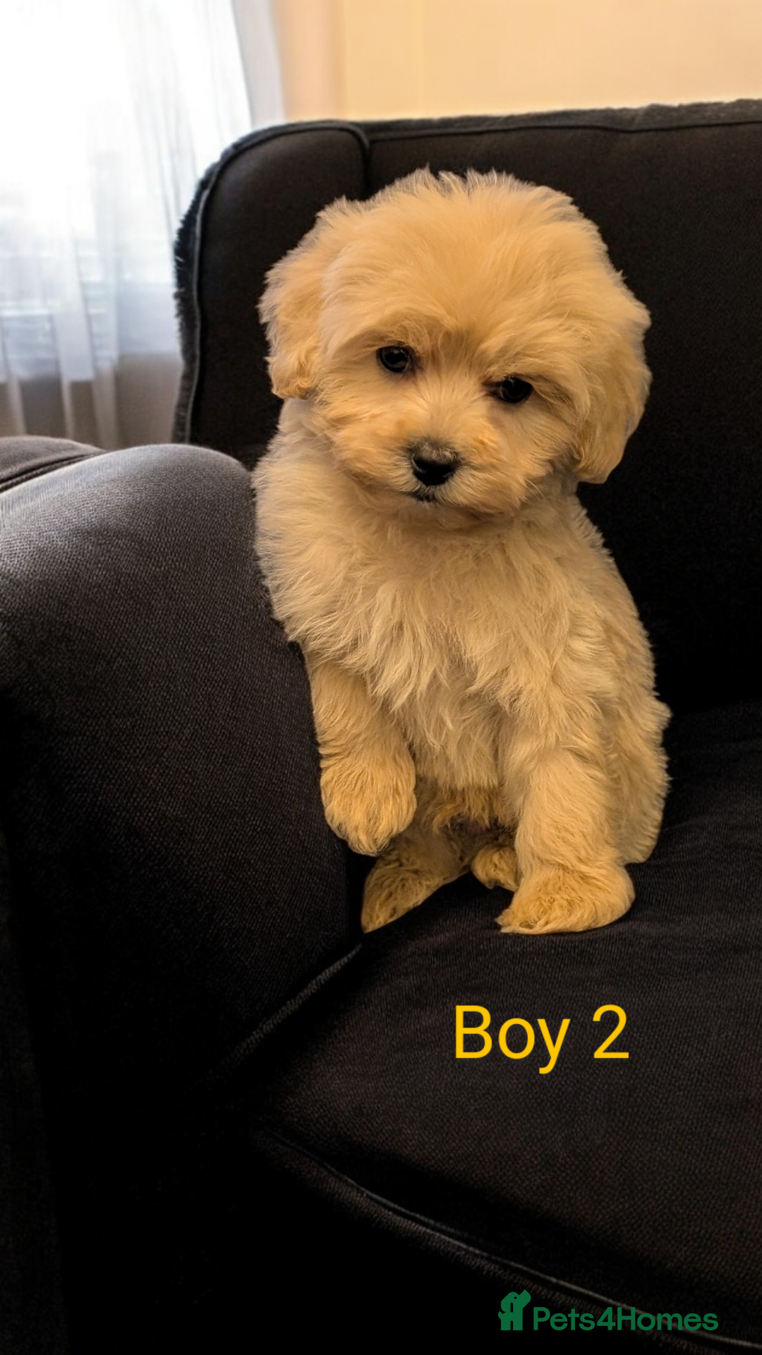 Shihpoo dogs for sale: Stunning Toy Shihpoos puppies  - Advert 11