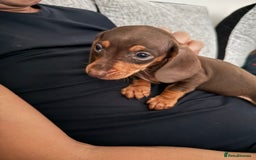 Miniature Dachshund dogs for sale: ❤️🐶 Miniature dachshund puppies 🐶❤️ READY NOW!! - Image 2