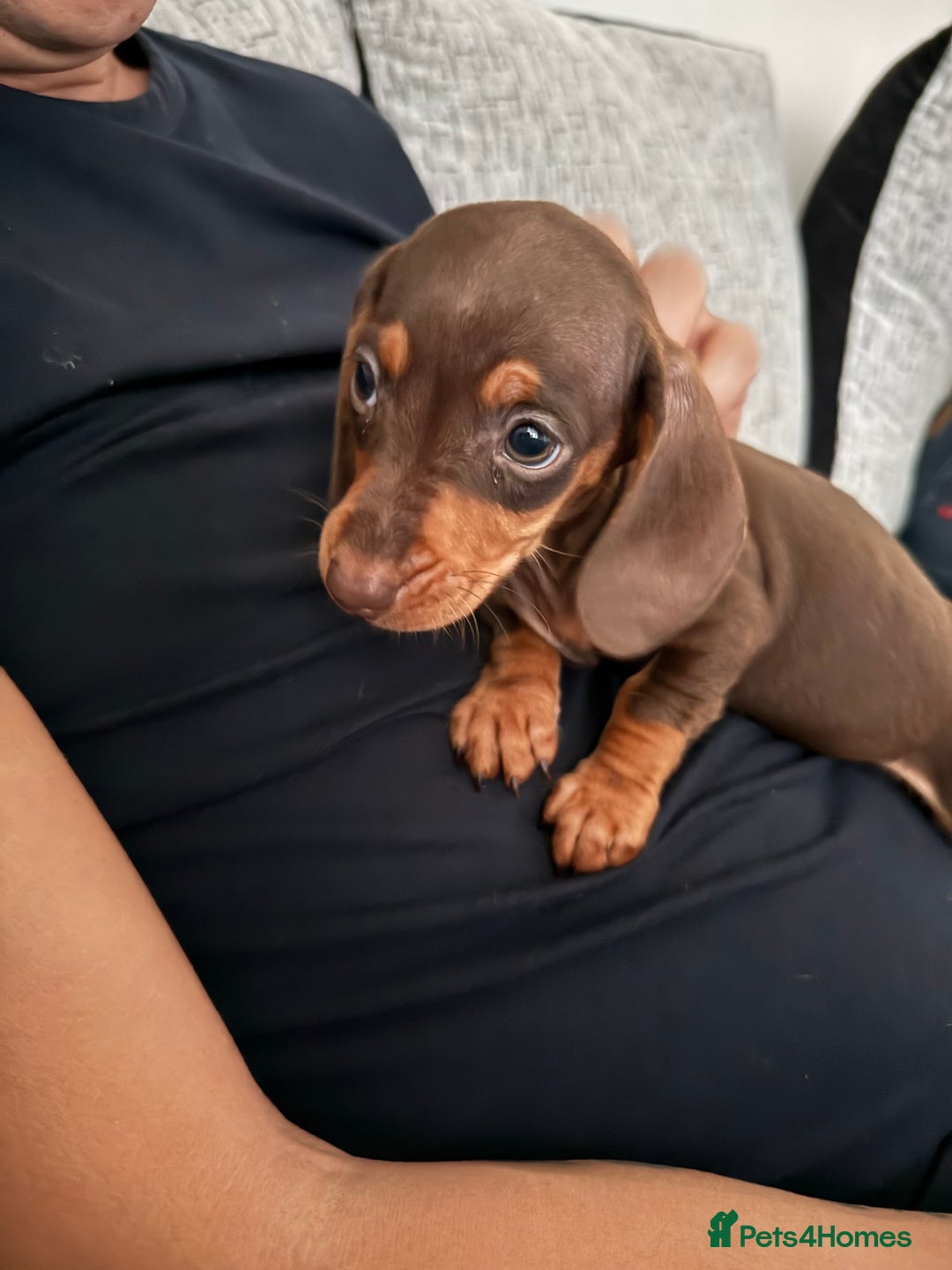 Miniature Dachshund dogs for sale: ❤️🐶 Miniature dachshund puppies 🐶❤️ READY NOW!! - Image 2