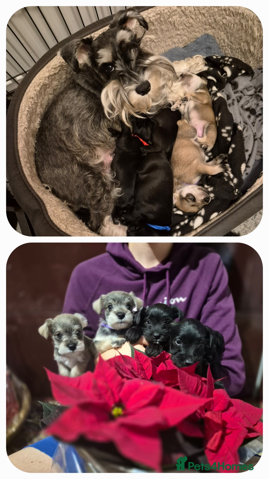 Miniature Schnauzer dogs for sale: 🩷🩷🩷🩵🩵Miniature schnauzers 1st Vac✓BVA✓KC reg✓ - Advert 2
