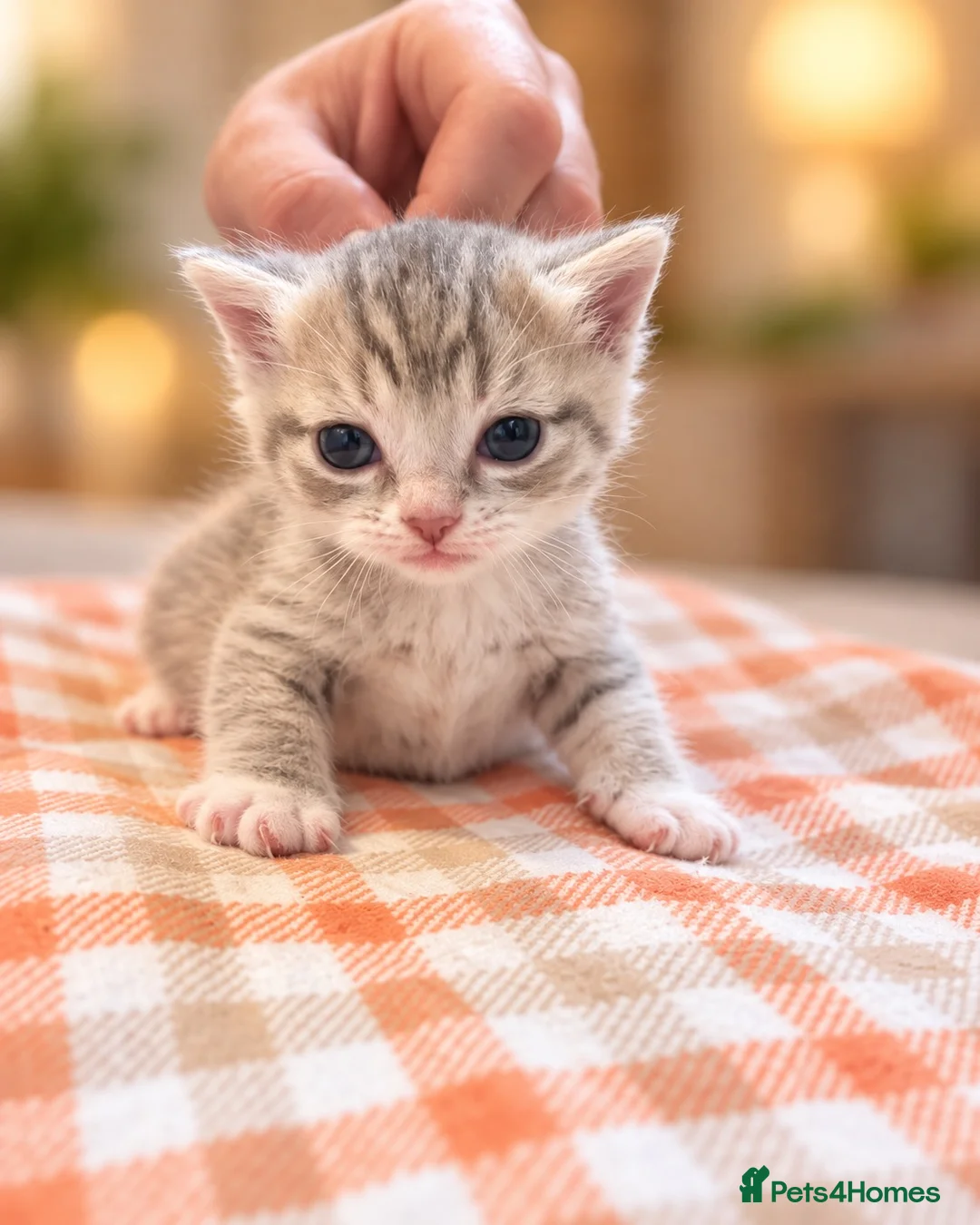 Mixed Breed cats for sale: Kittens - Advert 2