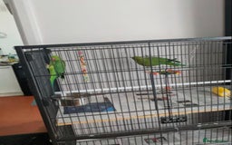 Parrots birds for sale: LOVELY PARR0TS WITH CAGE - Image 3