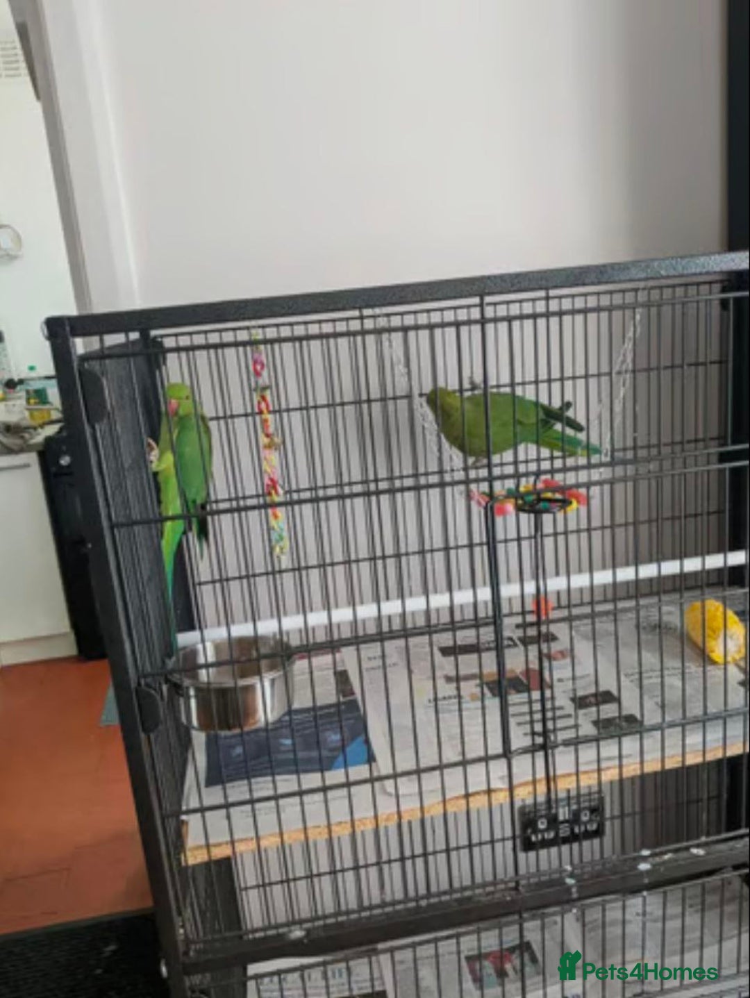 Parrots birds for sale: LOVELY PARR0TS WITH CAGE - Image 3