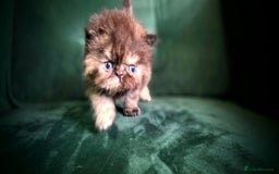 Persian cats for sale: Beautiful and Rare Purebred Persian Kittens - Image 10