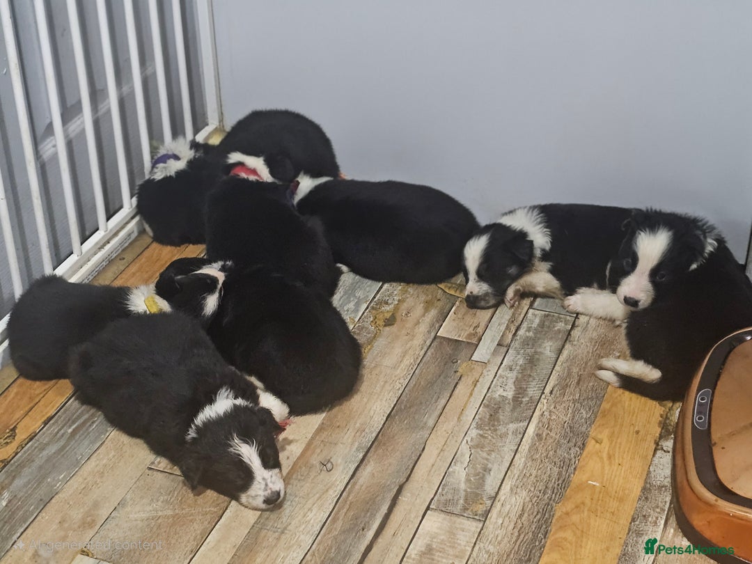 Border Collie dogs for sale: Ready NOW - One Border Collie Pup Left - Advert 5