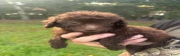 Toy Poodle dogs for sale: Gorgeous Merle toy poodles in Hull - Advert 4
