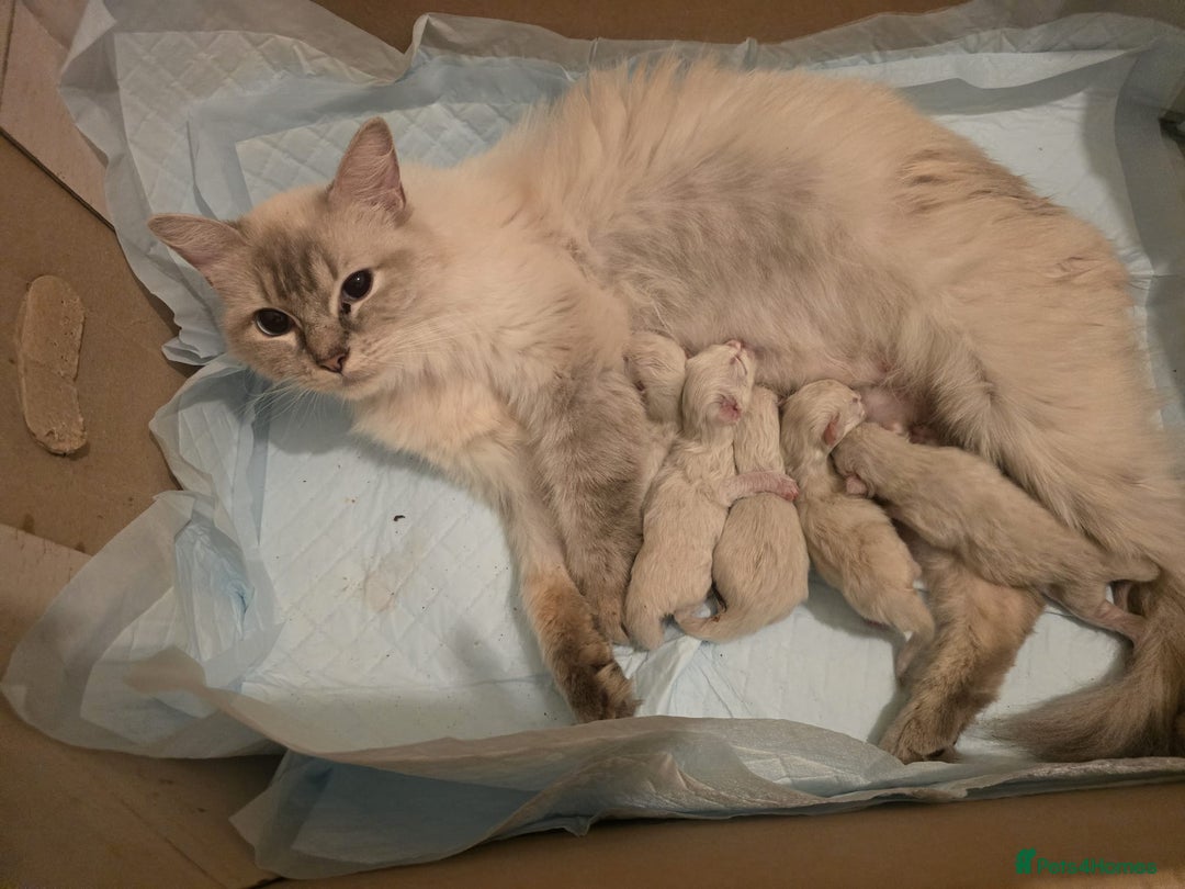 Ragdoll cats for sale: amazing Ragdoll kitten for sale - Image 4
