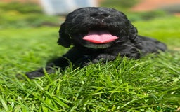 Sproodle dogs for sale: Stunning F1 sproodle  - Image 21