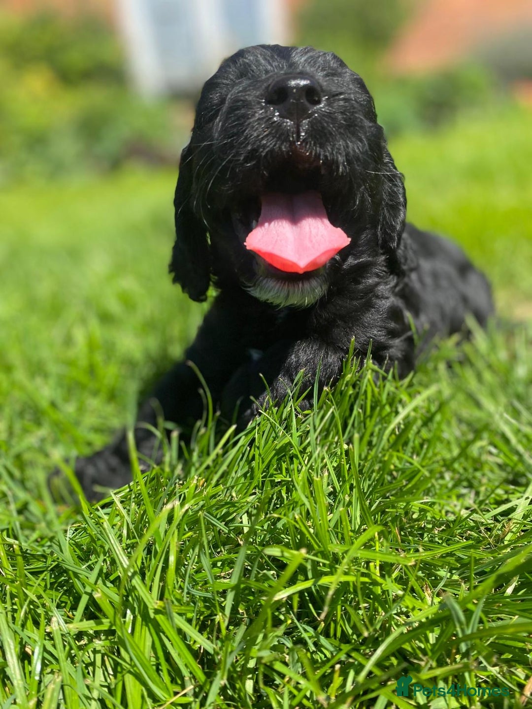 Sproodle dogs for sale: Stunning F1 sproodle  - Image 21