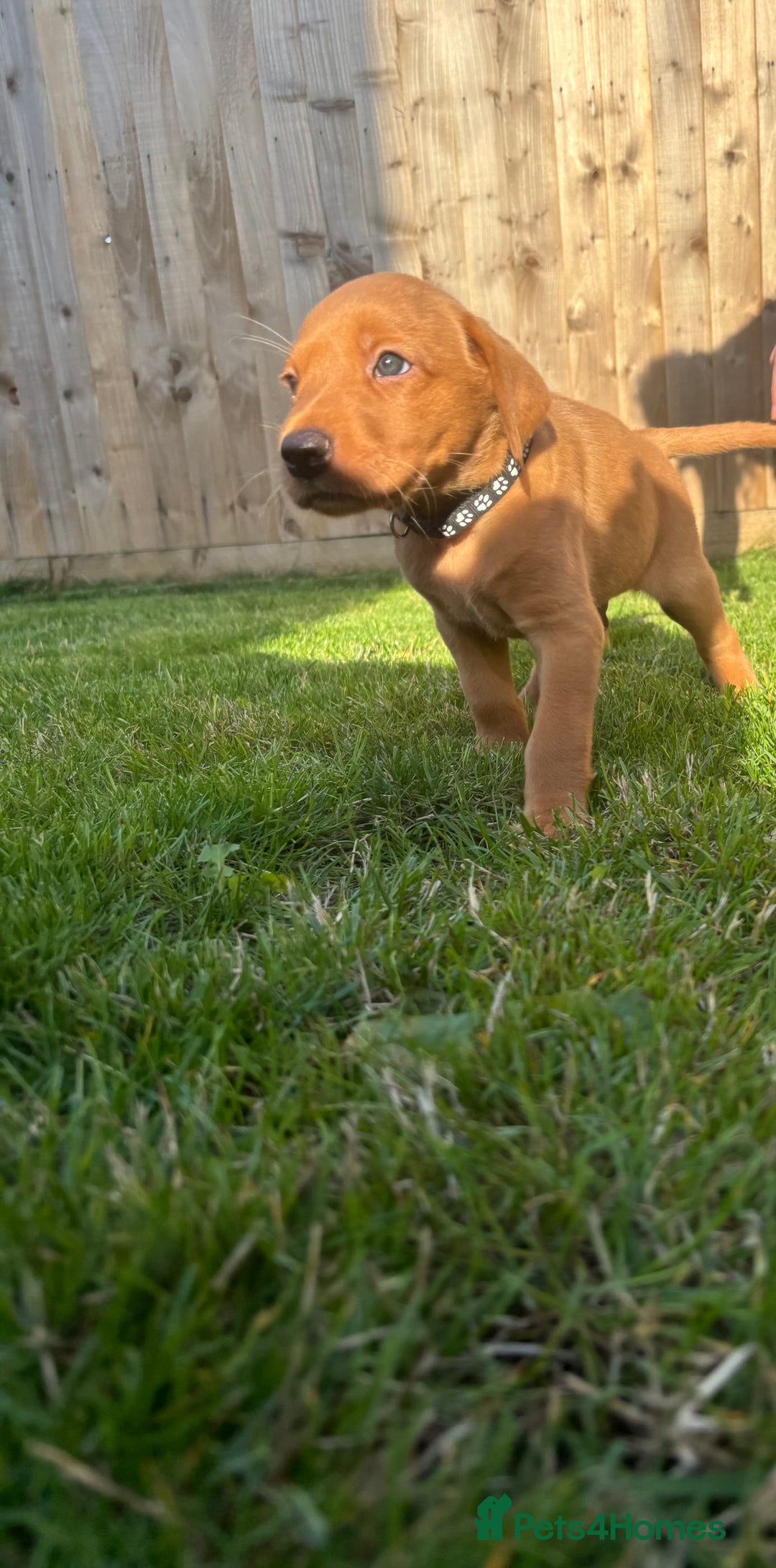 Labrador Retriever dogs for sale: Red Fox Labrador  - Image 6