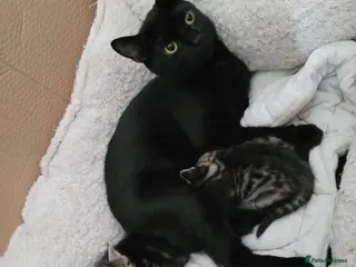 Mixed Breed cats kittens 4 black, tabby - Advert 1