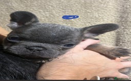 French Bulldog dogs for sale: Beautiful French bulldog puppies  - Image 13