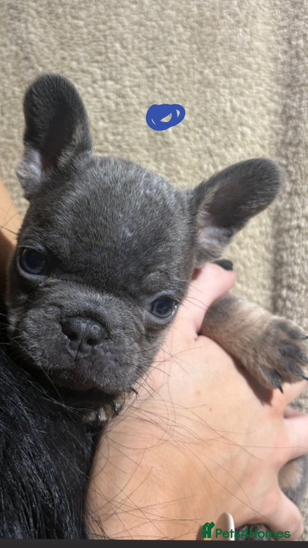 French Bulldog dogs for sale: Beautiful French bulldog puppies  - Image 13