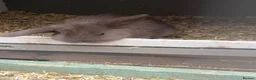 Mixed Breed rabbits for sale: Baby rabbits for sale  - Advert 3