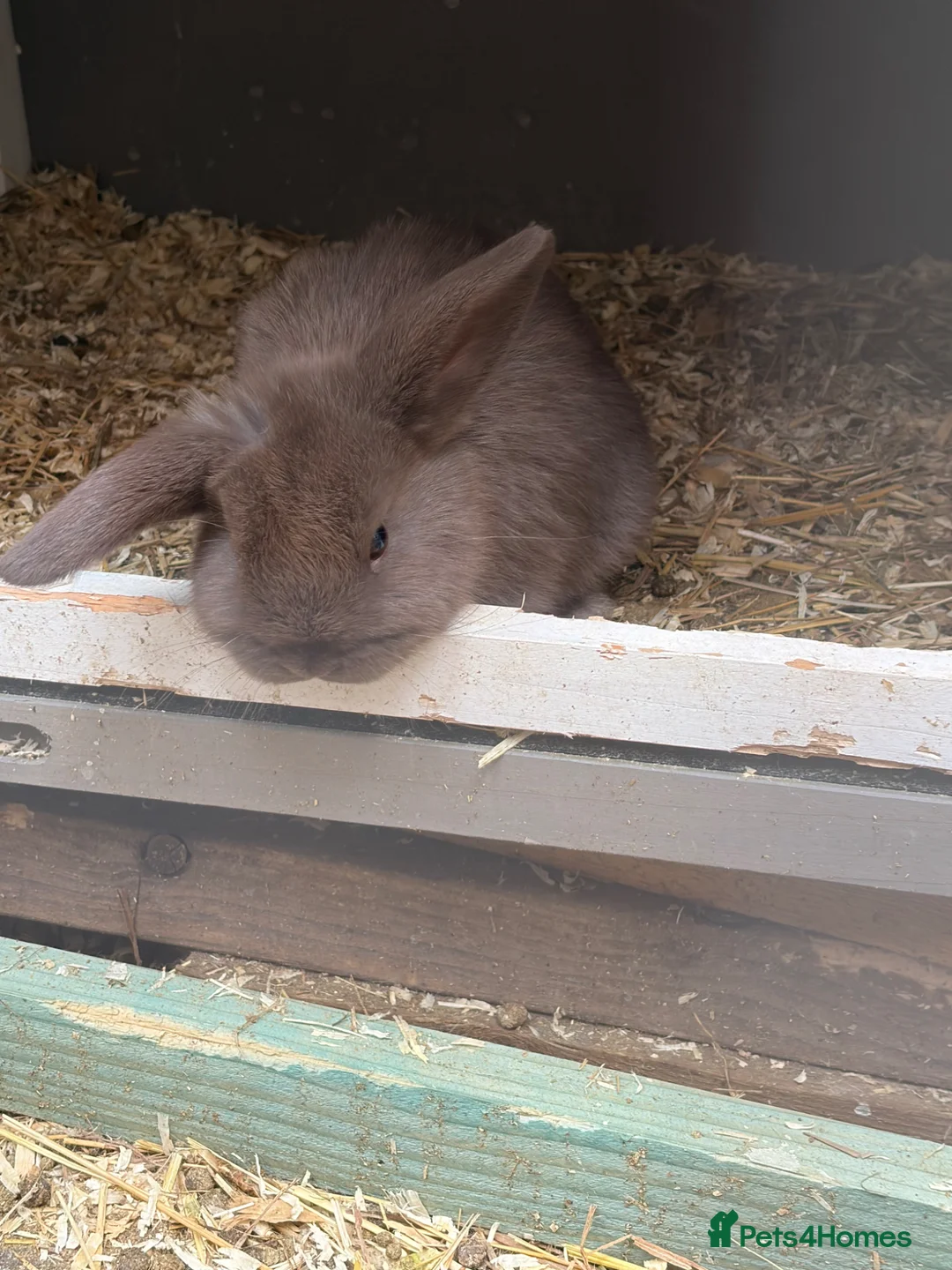 Mixed Breed rabbits for sale: Baby rabbits for sale  - Advert 3