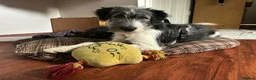 Mixed Breed dogs for adoption: Meet MOMO & BAMBOO in Kyle - Advert 1