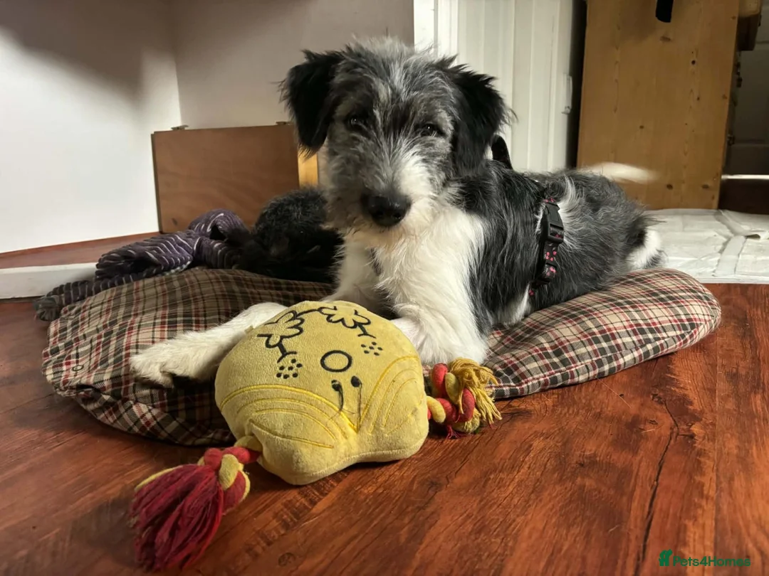 Mixed Breed dogs for adoption: Meet MOMO & BAMBOO in Kyle - Advert 1