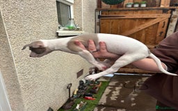 Whippet dogs for sale: Whippet pups x14 - Advert 10