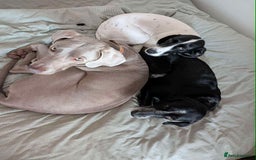 Mixed Breed dogs for adoption: Merinda your loyal companion - Image 9
