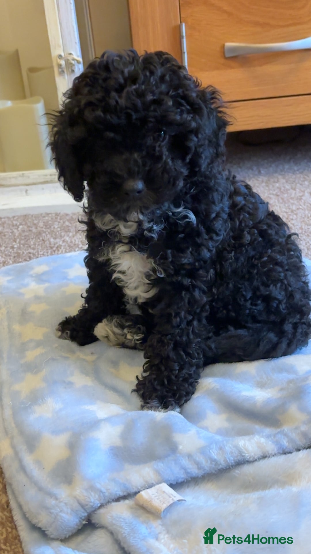Cavapoo dogs for sale:  Cavapoo puppies  - Advert 26