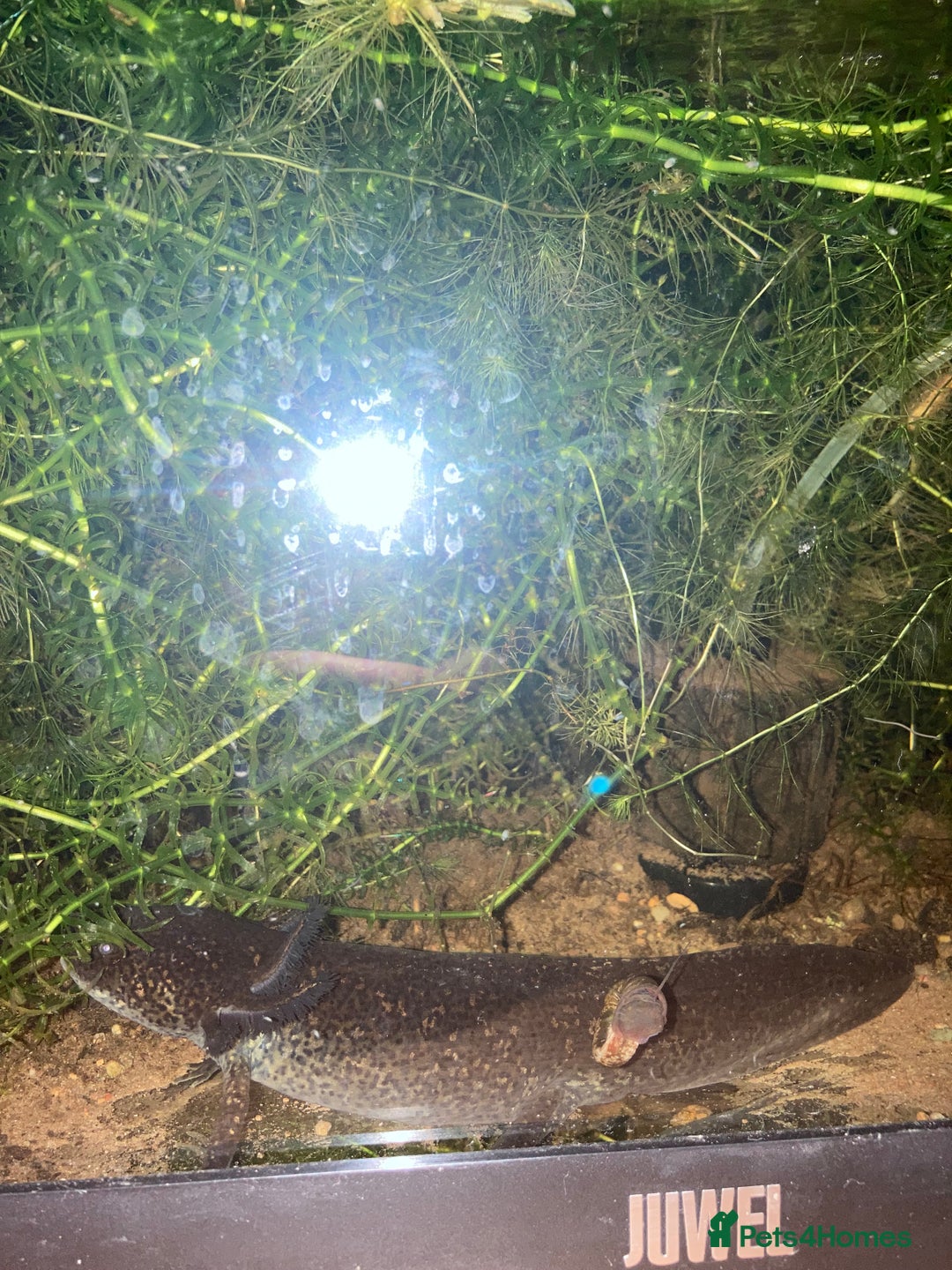 Other/Mixed Breed fish for sale: Two Axolotls - Wild Type - Green/Black - Image 4